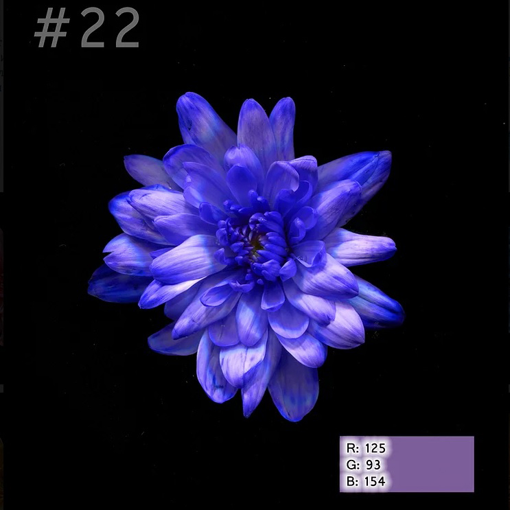 Краска для окрашивания живых цветов Бриллиантовый фиолет №22 275мл