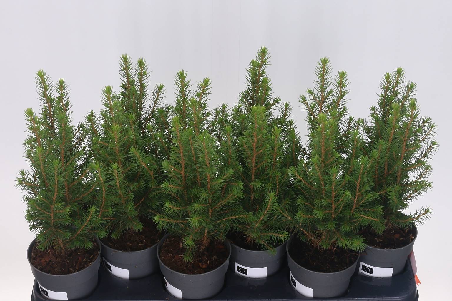 Ель Глаука ( Picea Glauca ) W 11 см H 30 см