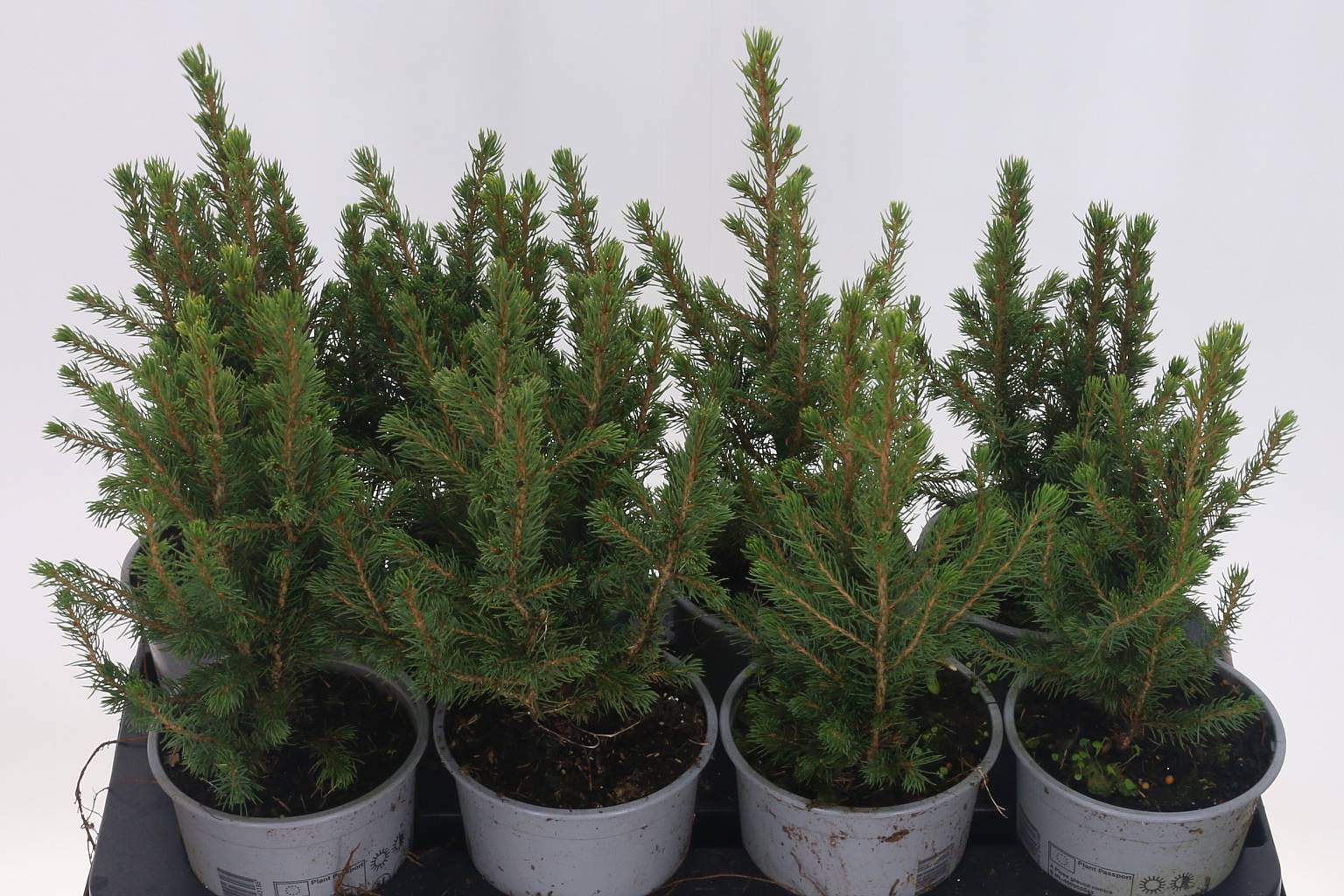 Ель Glauca Conica ( Picea Glauca Conica ) W 13 см H 35 см