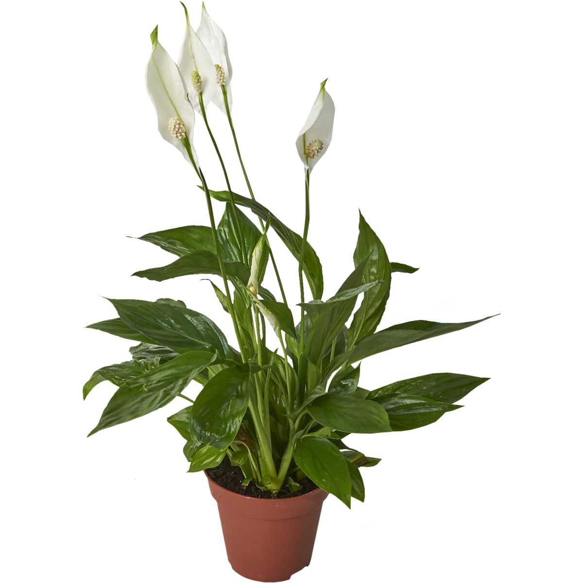 Spathiphyllum Torelli (Сенполия Торелли) В12