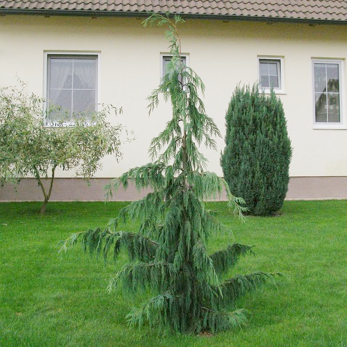 Кипарисовик нутканский Pendula (Пендула)