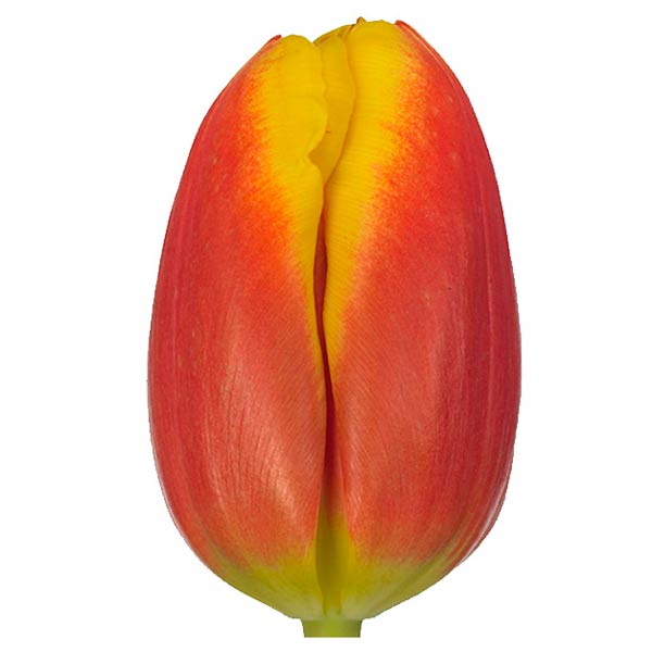 Tulipa en dow jones(Тюльпан эн Доу Джонс) В35