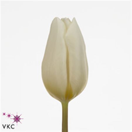 Tulipa En White Prince (Тюльпан Эн Вайт Принц) В40