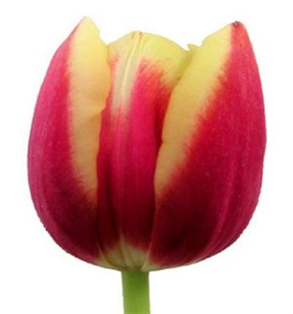 Tulipa En Leen Vd Mark (Тюльпан Эн Лин ВД Марк) В40