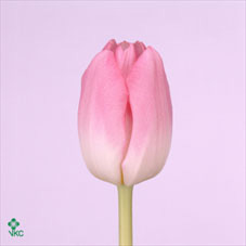 Tulipa En Dynasty (Тюльпан Эн Династия) В45