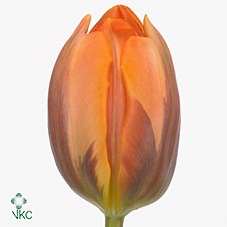 Tulipa En Princes Irene (Тюльпан Эн Принцес Ирен) В35