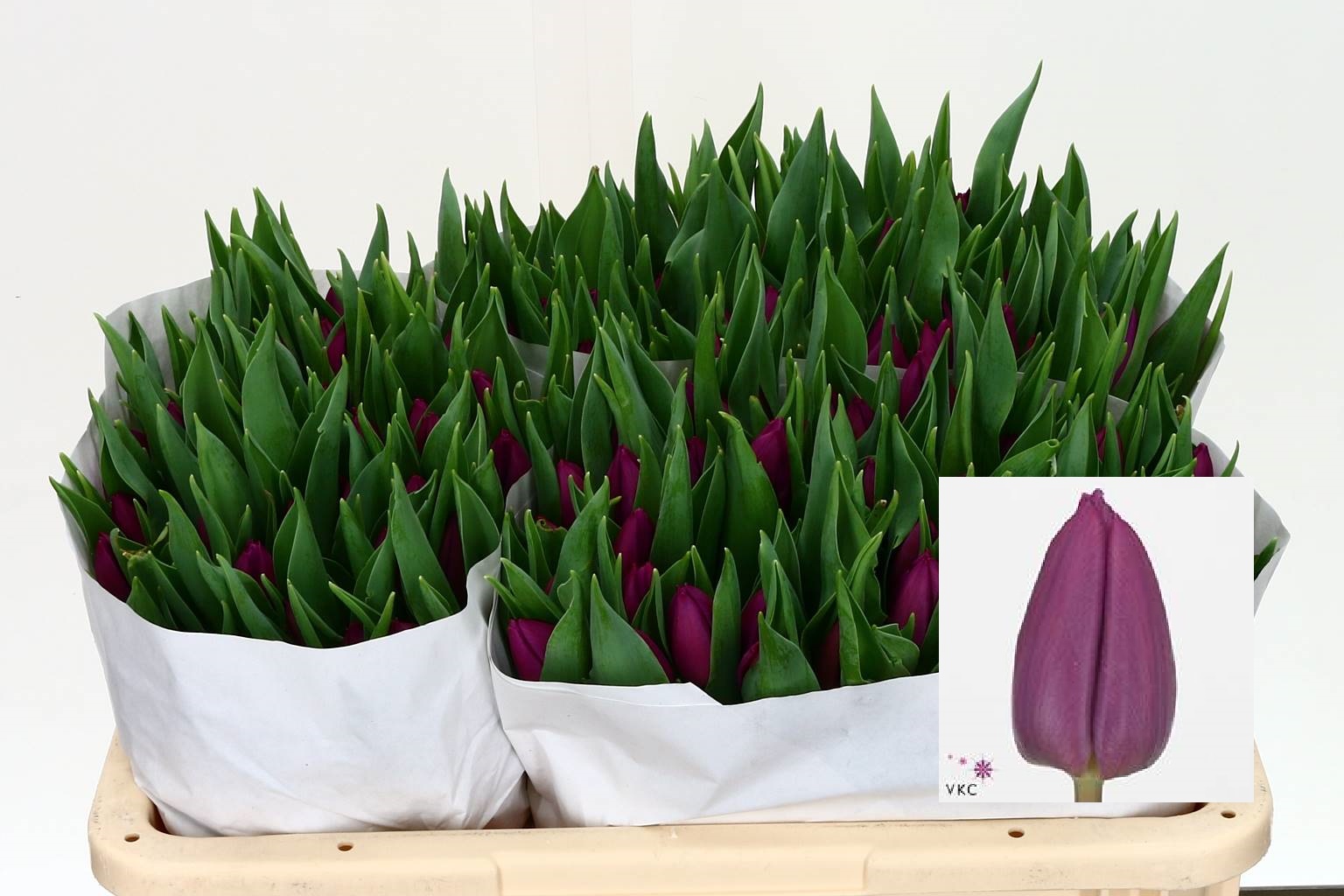 Tulipa En Purple Prince (Тюльпан Эн Перпл Принц) В35