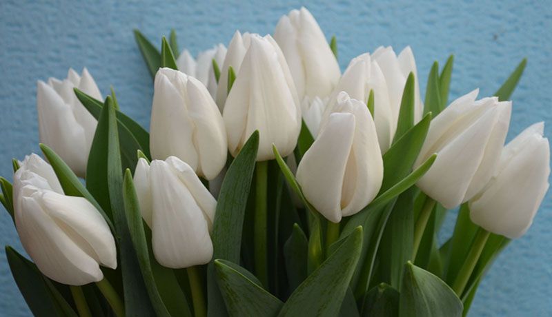 Tulipa en lady chantal  (Тюльпан Эн леди Чантал) В40