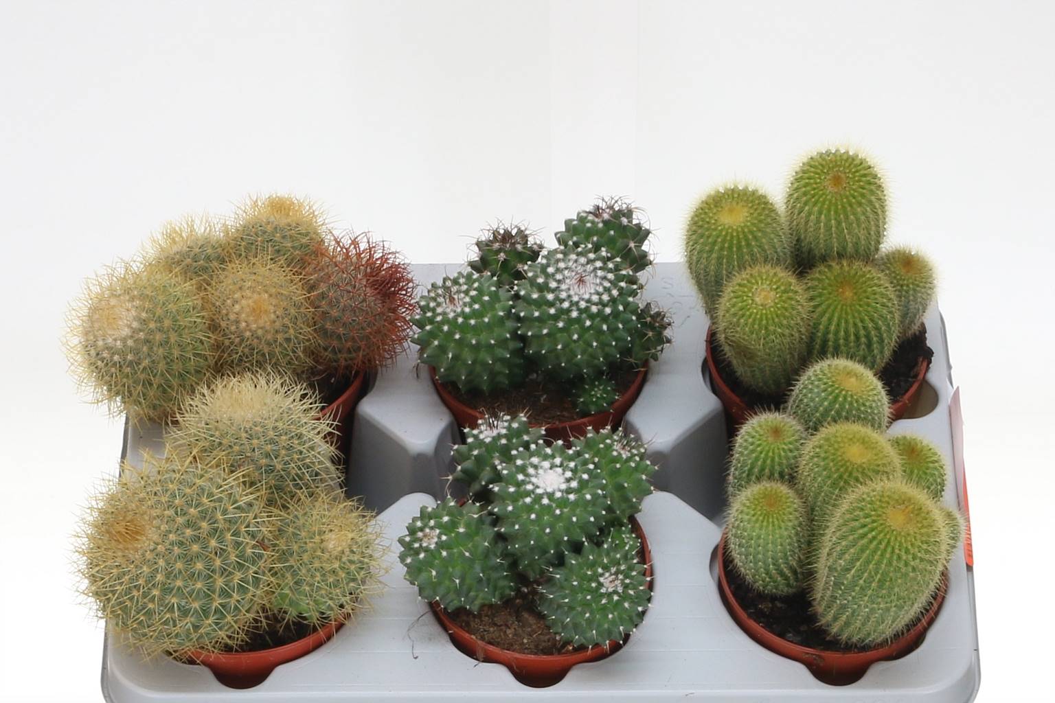 Кактус Смешанный ( Cactus Mixed ) W 10,5 см H 1 см