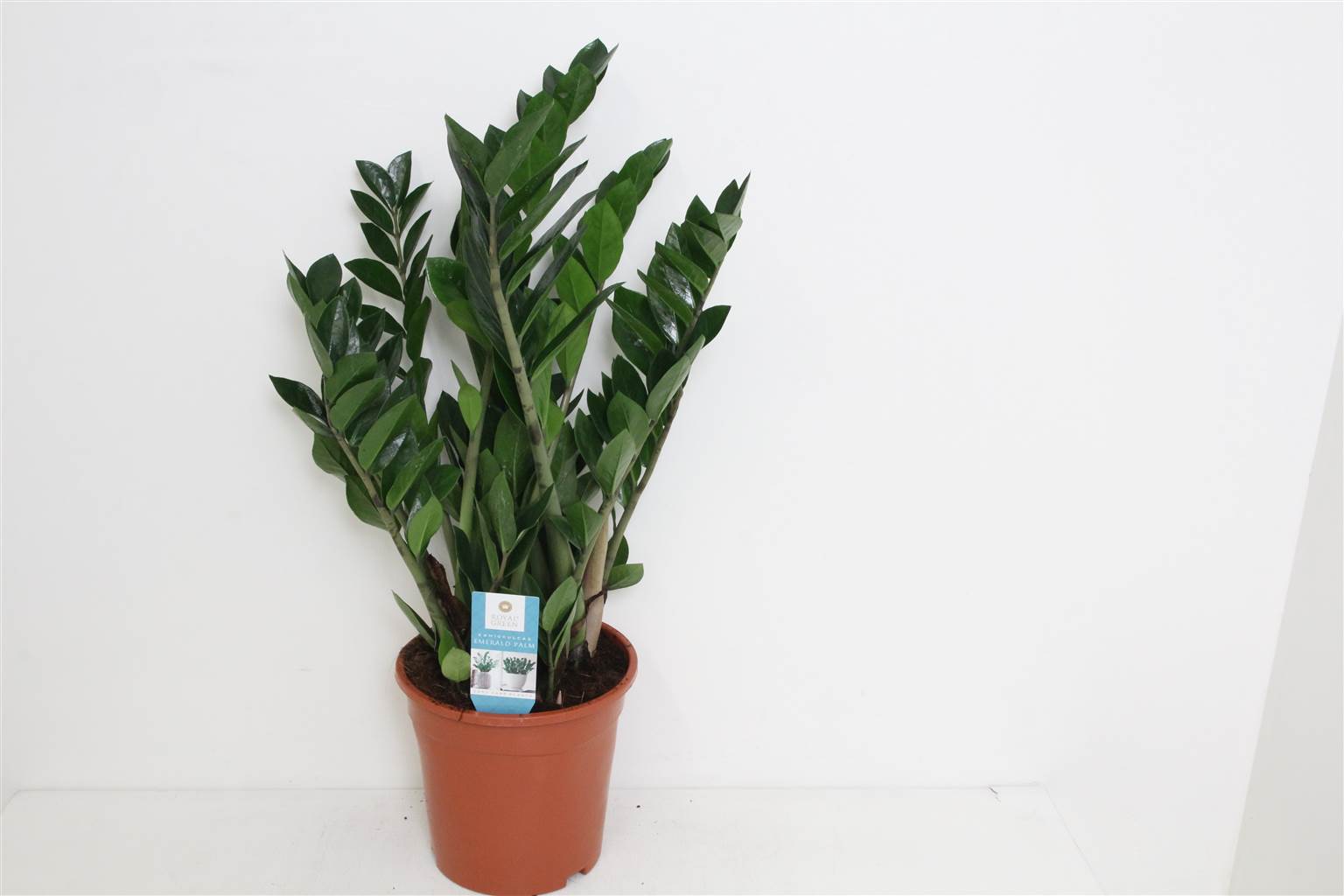 Замиокулькас Замиифол 8 Весна ( Zamioculcas Zamiifol 8 Veer ) W 21 см H см