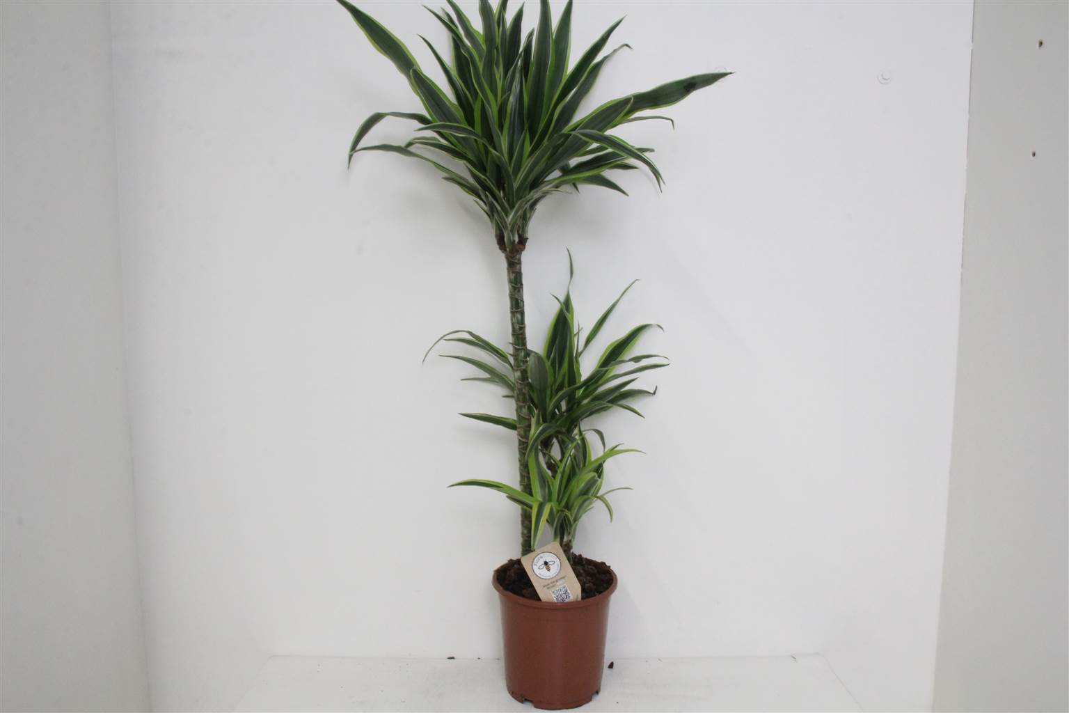 Драцена Де Лимон Лайм ( Dracaena De Lemon Lime ) W 21 см H см