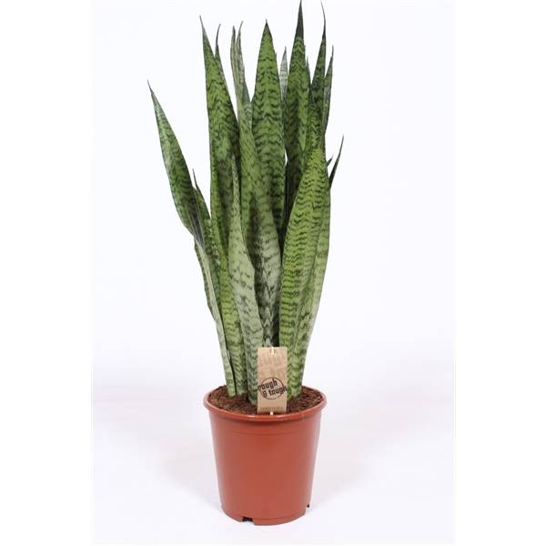 Сансевиерия Зейланика ( Sansevieria Zeylanica ) W 21 см H см