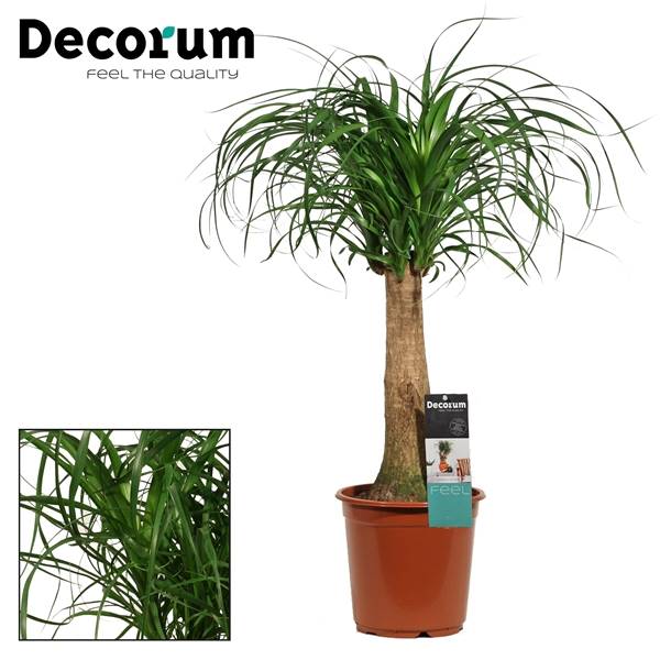 Бокарнеа прямая 21 см ( Beaucarnea Recht 21 Cm (decorum) ) W 21 см H см