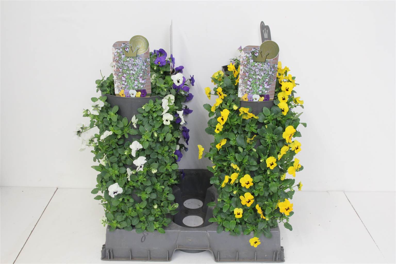 Сорта Виолы и Ко ( Viola Co Cultivars ) W 15 см H 50 см