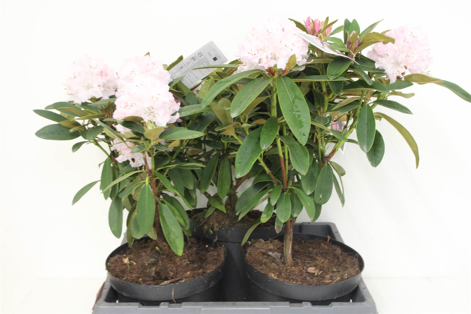 Рододендрон Один Т Крис Ура ( Rhododendron Cau Chris Cheer ) W 23 см H 50 см