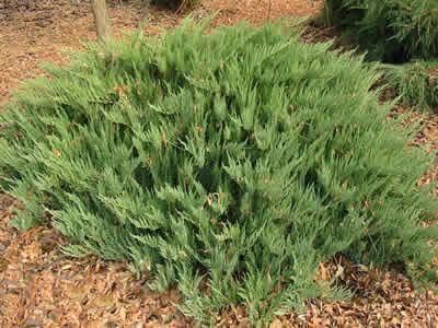 Можжевельник казацкий Tamariscifolia (Тамарисцифолия)