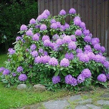 Рододендрон гибридный Catawbiense Grandiflorum (Катевбинс Грандифлорум)