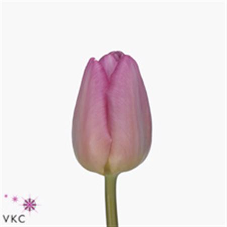 Tulipa En Sugar Prince (Тюльпан Эн Сугар Принц) В37