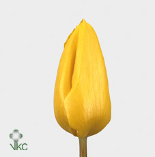 Tulipa En Yellow Flight (Тюльпан Эн Еллоу Флайт) В35