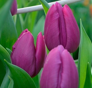 Tulipa en pitbull (Тюльпан эн Питбуль) В45