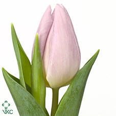 Tulipa En Candy Prince (Тюльпан Эн Кенди Принц) В35