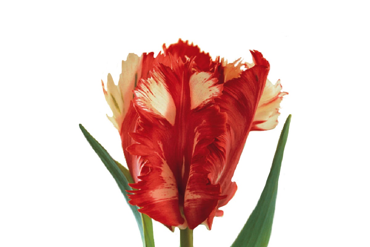 Tulipa Pa Est Rijnveld (Тюльпан Па Эст Риджнвелд) В33