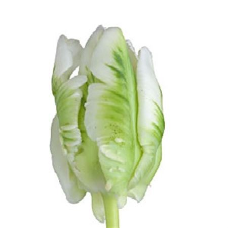Tulipa Pa Superparrot (Тюльпан Па Суперпаррот) В35