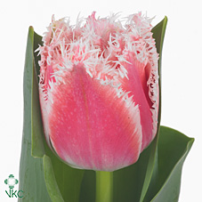 Tulipa Fr Queensland (Тюльпан Фр Квинсленд) В35