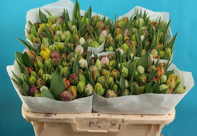 Tulipa mix 6 colours(Тюльпан Микс 6 колорс) В37