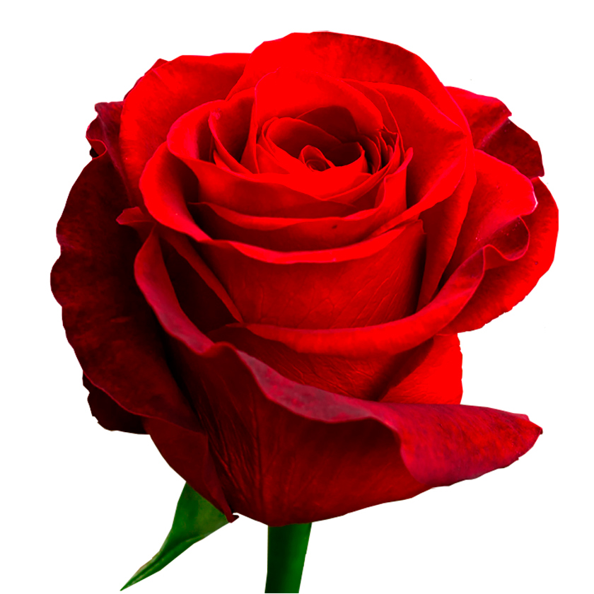Rosa Freedom (Роза Фридом) В60 Luz Of Roses