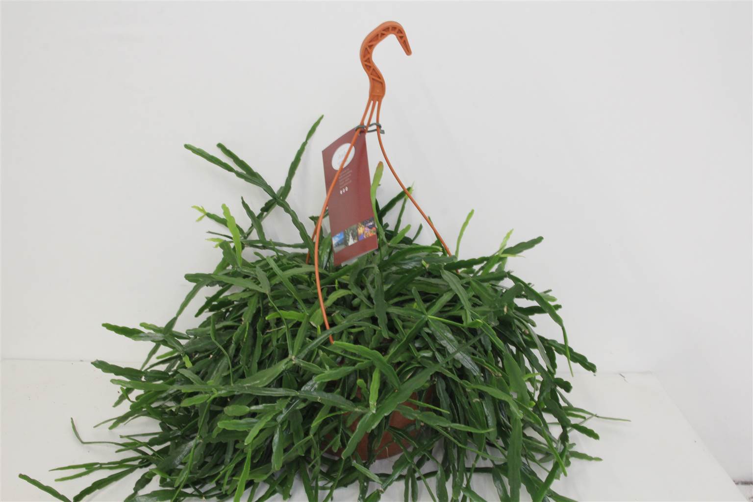 Рипсалис Другой ( Rhipsalis Other ) W 25 см H 60 см 3