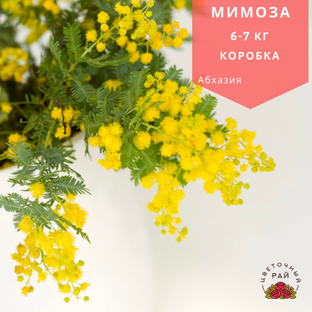 Mimosa (Мимоза коробка 6-7 кг.) Абхазия