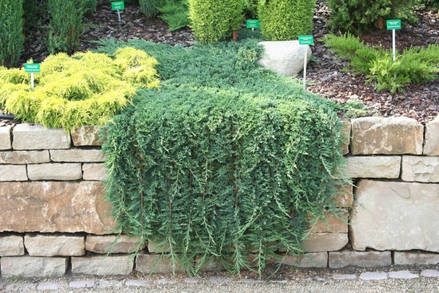 Можжевельник горизонтальный Glauca (Глаука)