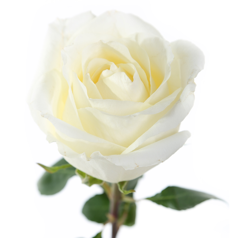 Rose White Chocolate (Роза Вайт Чоклат) B50 SUNSET VALLEY
