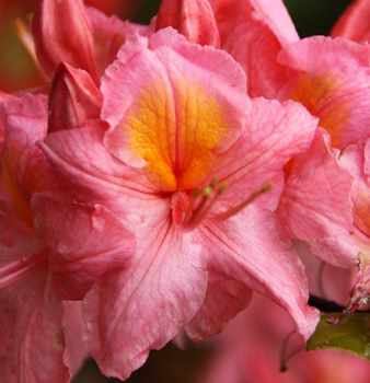 Рододендрон листопадный Pink Delight (Пинк Делайт)