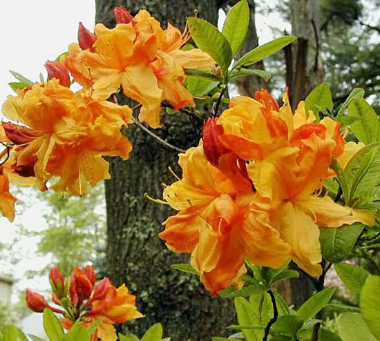 Рододендрон листопадный Sunte Nectarine (Санте Нектарин)