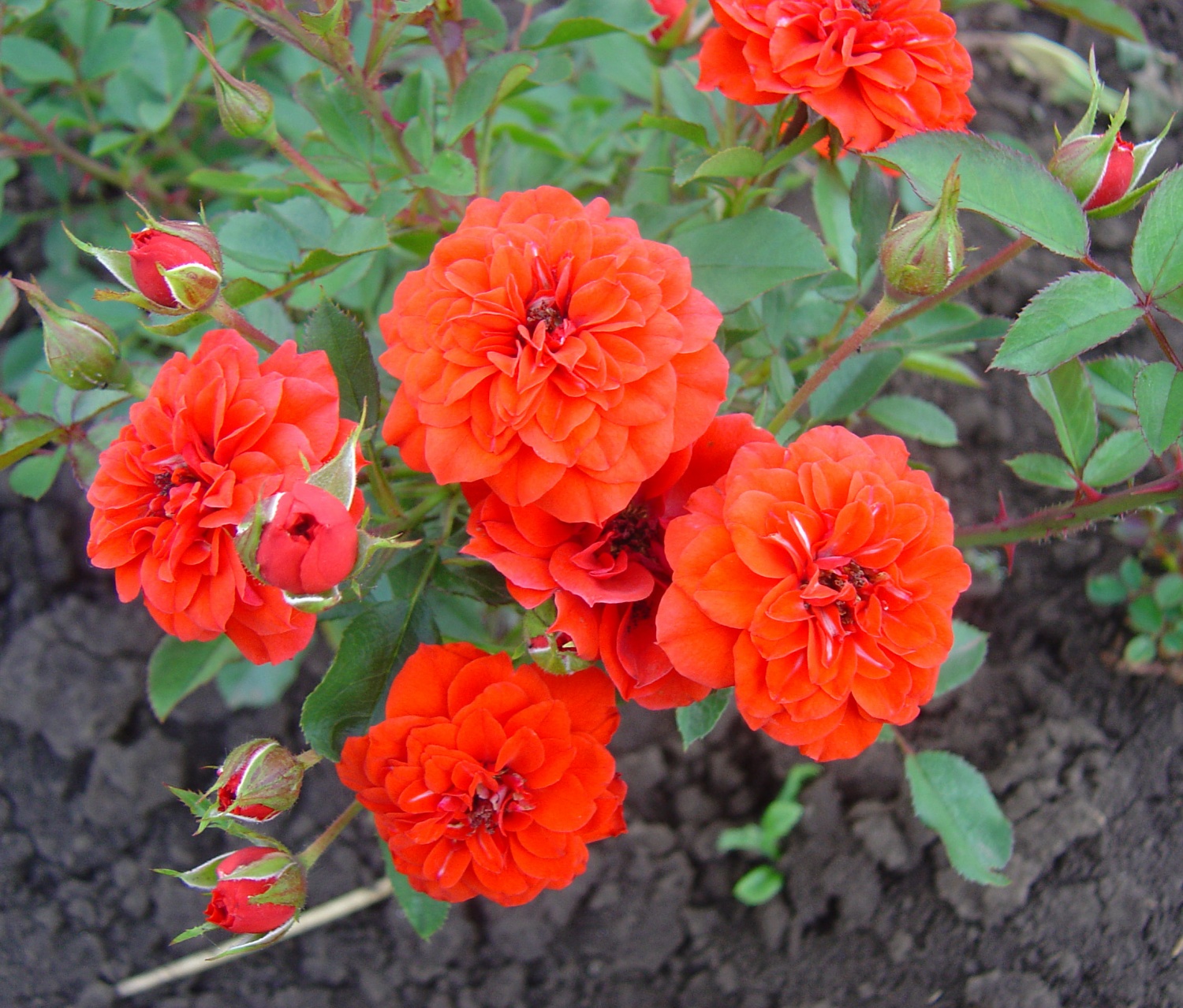 Роза миниатюрная Orange Babyflor (Оранж Бебифло)