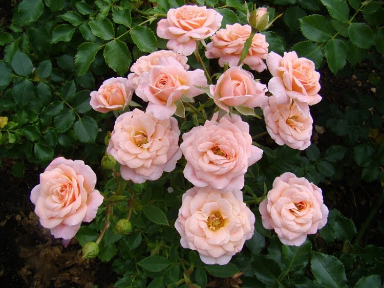 Роза миниатюрная Peach Clementine (Пич Клементин)