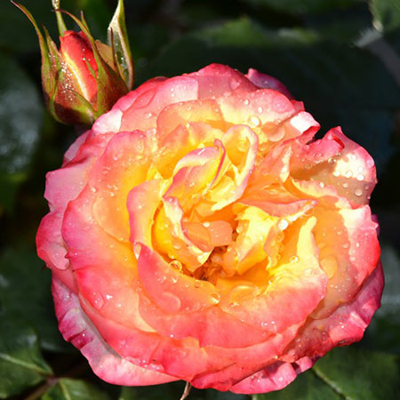 Роза миниатюрная Tropical Clementine (Тропикал Клементина)