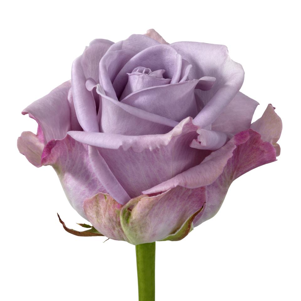 Rosa Gr Memory (Роза Свит Мемори) В60 Star Roses