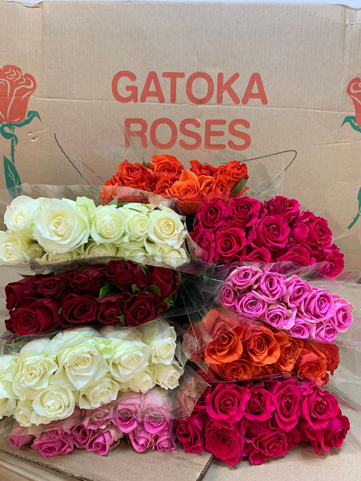 Rosa Kenya Mix (Роза Кения микс) В35 GATOKA