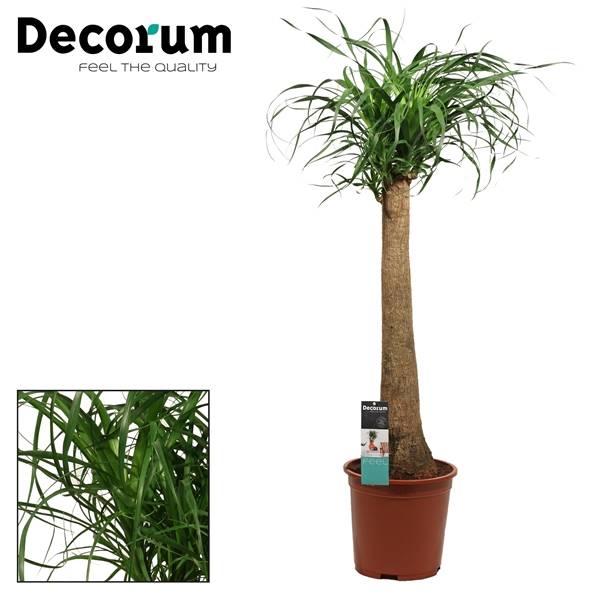 Бокарнеа прямая 27 см ( Beaucarnea Recht 27 Cm (decorum) ) W 27 см H 110 см