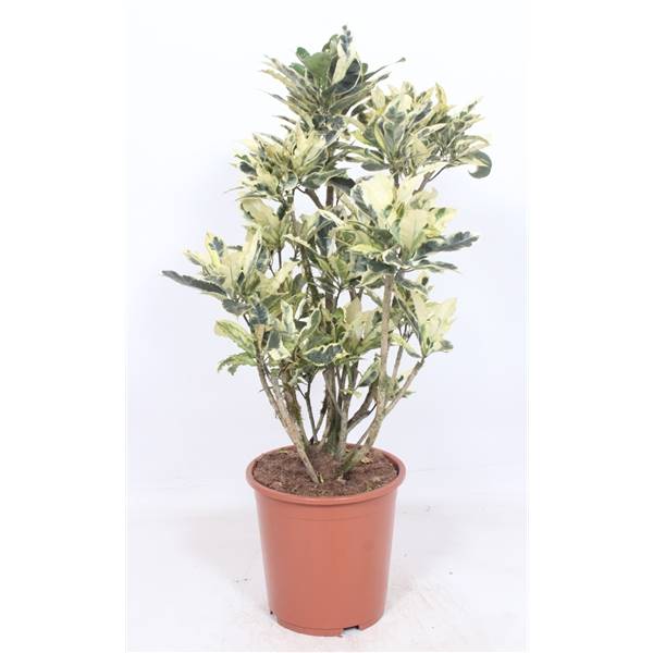 Кодиеум Тамара (кротон Тамара) ( Codiaeum Tamara (croton Tamara) ) W 27 см H 110 см