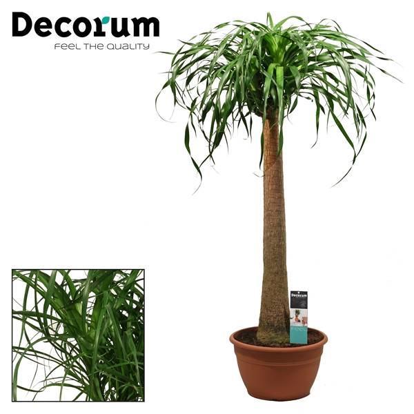 Бокарнеа прямая 30 См Xl ( Beaucarnea Recht 30 Cm Xl (decorum) ) W 30 см H 135 см