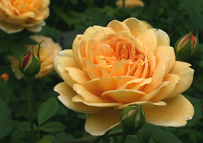 Роза парковая Golden Celebration (Голден Селебрейшен)