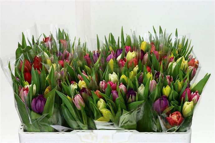 Tulipa ex (Тюльпаны экс.)
