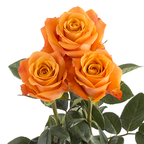 Rosa Gr Nexus ( Нексус ) В50 Star Roses
