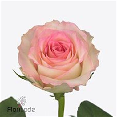 Rosa gr pink ice(Роза гр. пинк айс)В60