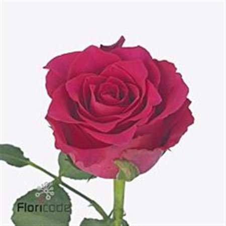 Rosa Gr Pink Rhodos (Роза Гр Пинк Родос) В50