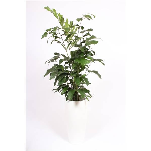 Кариота Митис в горшке Санторини "Белая" ( Caryota Mitis In Santorini Pot "wit" ) W 33 см H 160 см